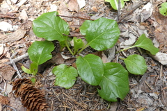 Pyrola asarifolia