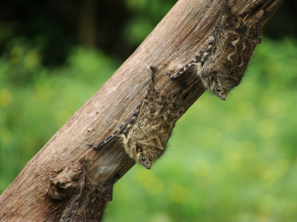 Proboscis Bat