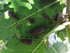 Poneridia semipullata