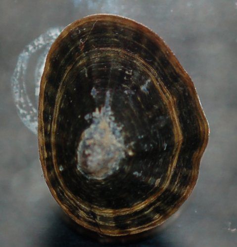 Carpenter's False Limpet