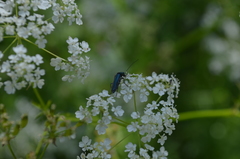 Oedemera nobilis