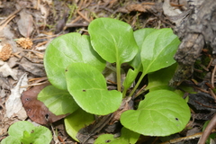 Pyrola asarifolia