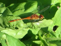 Diplacodes bipunctata
