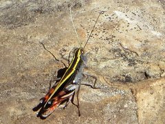 Macrocara conglobata