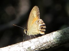 Hypocysta irius