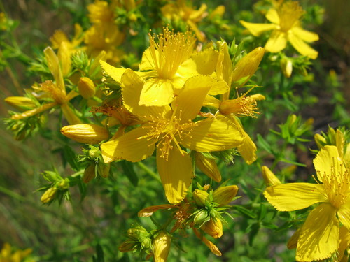 Klamath Weed (uwec 332 Day 7) · Inaturalist