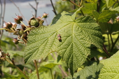 Cosmopepla intergressa