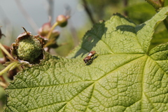 Cosmopepla intergressa