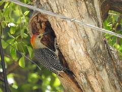 Melanerpes aurifrons