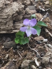 Viola sacchalinensis