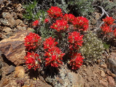 Castilleja applegatei breweri