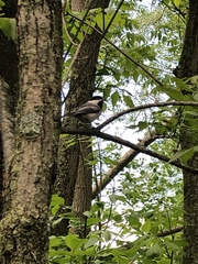 Poecile atricapillus