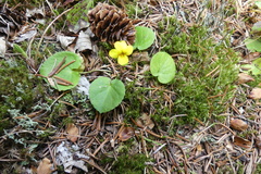 Viola sempervirens