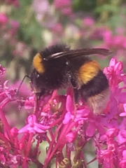 Bombus terrestris