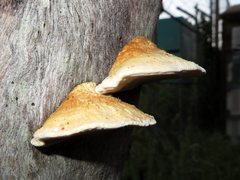 Truncospora ochroleuca