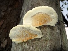 Truncospora ochroleuca