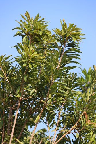 Image of Protorhus longifolia by (c) Tony Rebelo, some rights reserved (CC BY-SA)