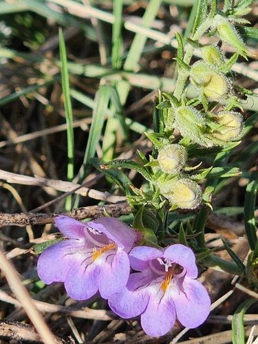 Penstemon crandallii, photograph 4