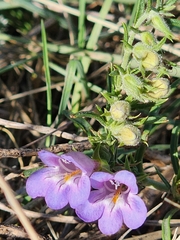 Penstemon crandallii, photograph author not stated, no rights reserved