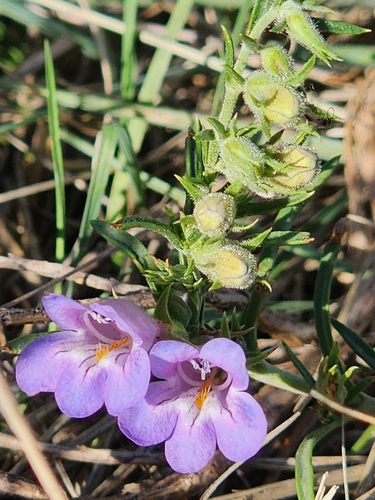 Penstemon crandallii, photograph 5