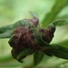 Mugwort Gall Aphid - Photo (c) migallel, some rights reserved (CC BY-SA), uploaded by migallel
