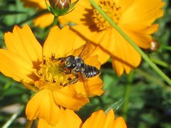 Megachile