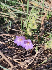Penstemon crandallii, photograph author not stated, no rights reserved