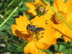 Megachile
