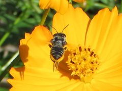 Megachile