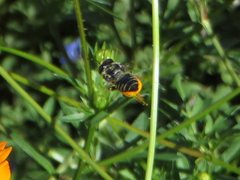 Megachile