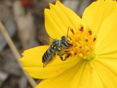 Megachile