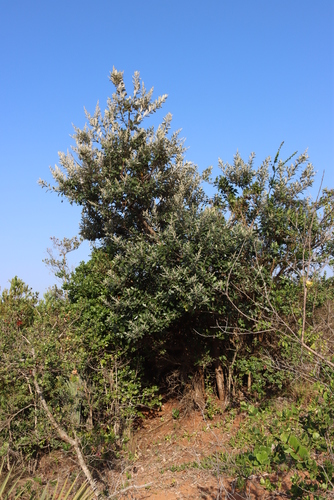 Brachylaena discolor