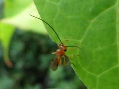 Braconidae