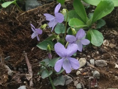 Viola sacchalinensis