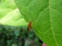 Braconidae