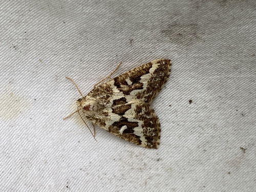 Gray Spruce Looper Moth