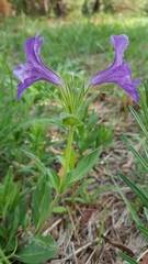 Ruellia lactea