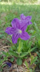 Ruellia lactea