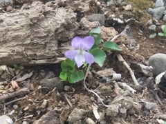 Viola sacchalinensis