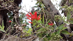 Bouvardia ternifolia