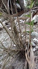 Bouvardia ternifolia