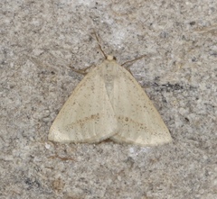 Lychnosea intermicata
