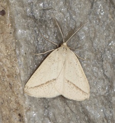 Lychnosea intermicata
