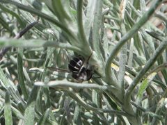 Pseudoanthidium repetitum