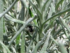 Pseudoanthidium repetitum