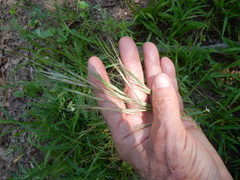 Bromus rigidus
