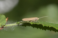 Acompsia cinerella