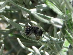 Pseudoanthidium repetitum