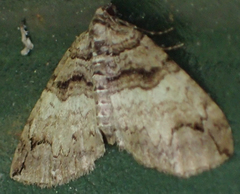 Anticlea vasiliata