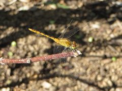 Diplacodes bipunctata